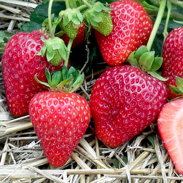 Земляника Альбион