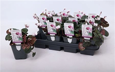 Cyclamen Coum White