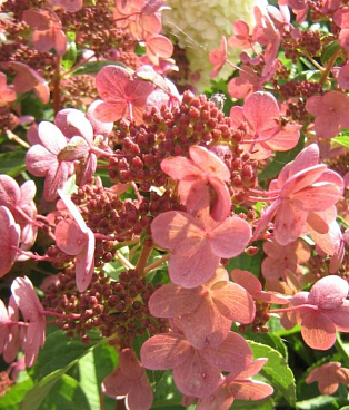 Гортензия метельчатая Дарума