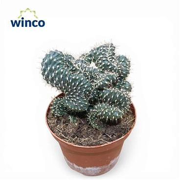 Opuntia Fulgida Cristata