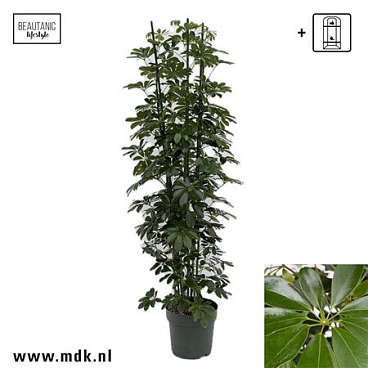 Schefflera Compacta 3pp