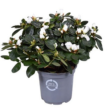 Azalea Vogel White