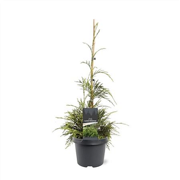 Thuja Plicata Aldrich Mountain