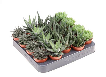 Haworthia Mix On Row