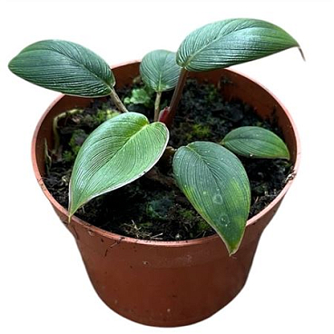 Homalomena Wallisi Camouflage