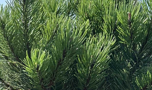 Сосна горная Лаурин