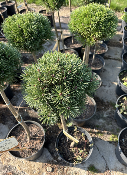 Сосна горная Глобус штамб