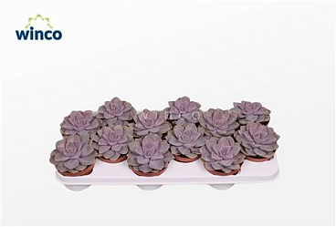 Echeveria Pearl Von Neurenberg