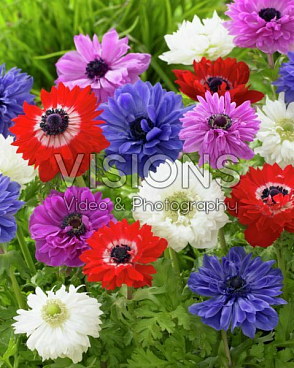 Анемона корончатая Сент Бриджид Микс