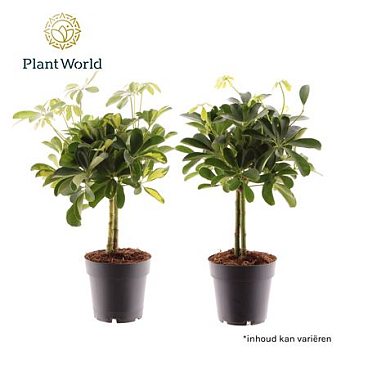 Schefflera On Stem Mix (gold Capella & Compacta)