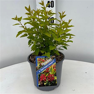 Physocarpus Op Raspberry Lemonade