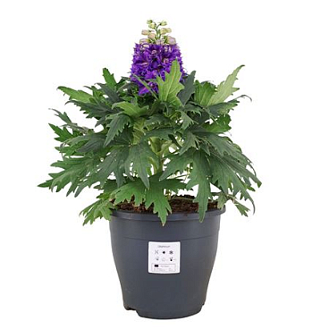 Delphinium Overige Blue