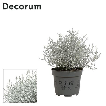 Leucophyta Brownii