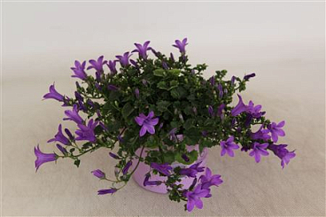 Campanula Licht Paars Portenschlagiana Kosea Karen