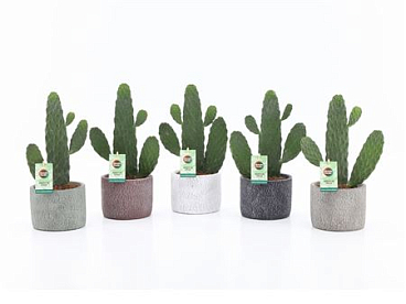 Opuntia Rubescens Consolea In Classic Stone Cerami