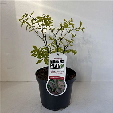 Euonymus Alatus Compactus