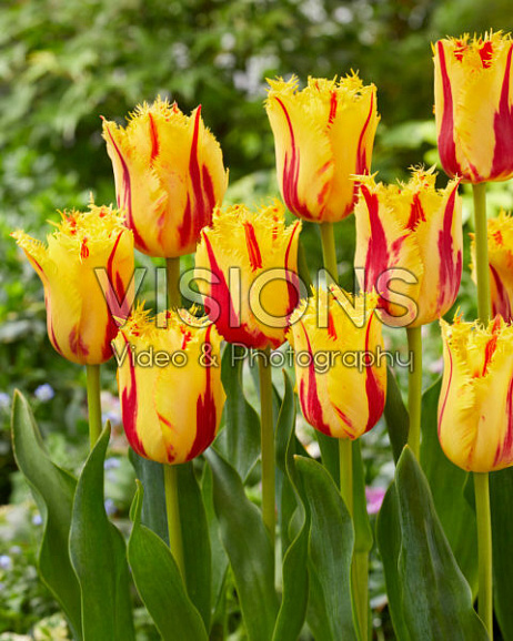 Тюльпан бахромчатый Пати Клаун