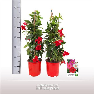 Mandevilla Red Pyramid