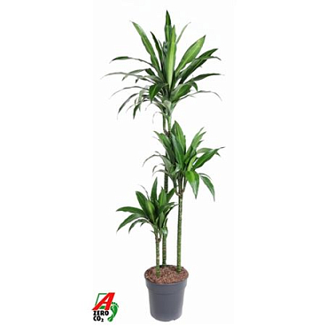 Drac Paloma 90-60-30