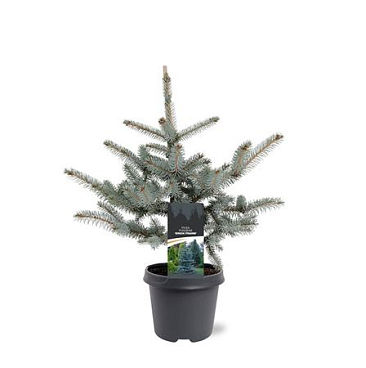 Picea Pung Erich Frahm