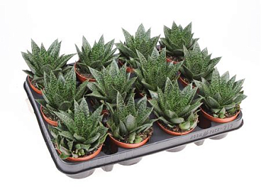 Aloe Due