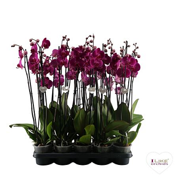 Phal 3st Purple 18+ (levo)