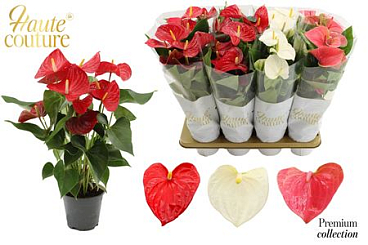 Anthurium 14 Cm 3 Color Mix In Haute Couture Sleev