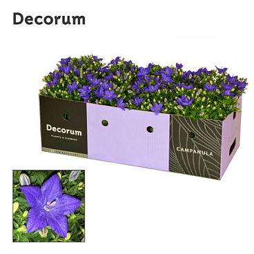 Campanula Iso Napoli Showbox (decorum)