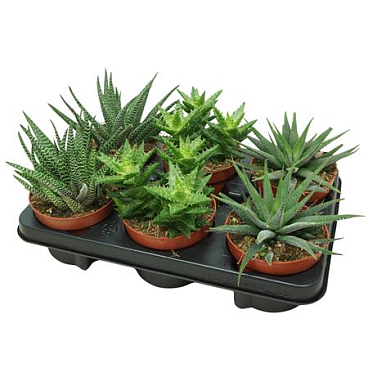 Haworthia/gasteria Mix