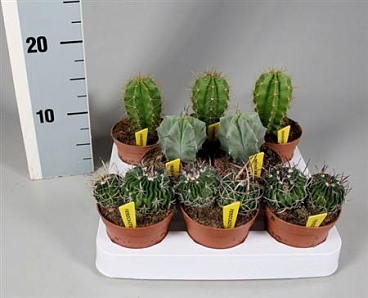 Cactus Mix Luxe On Row + Nametiket