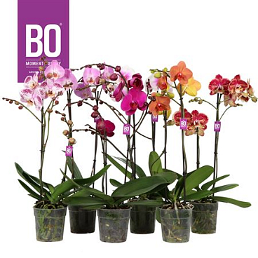 Phal 2st Brown Yellow (opti)