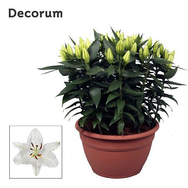 Lilium Or White Xl 15pp (decorum)