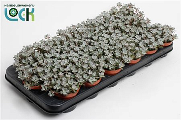 Sedum Purpureum