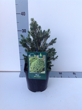 Ель обыкновенная Томпа