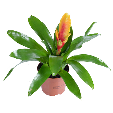 Вриезия Микс