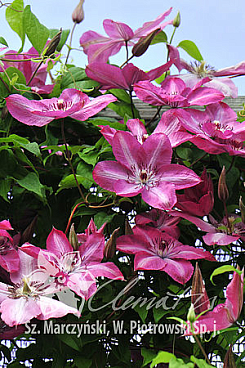 Клематис гибридный Бещады