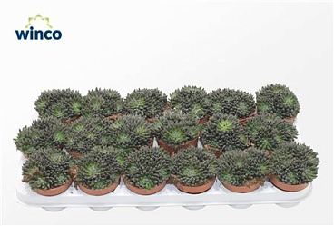 Sinocrassula Yunnanensis.
