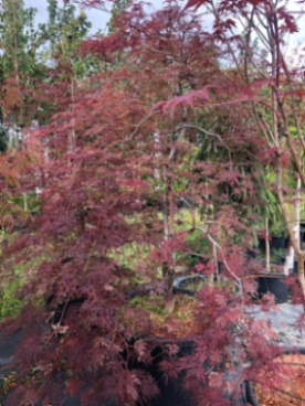 Клен веерный Гарнет