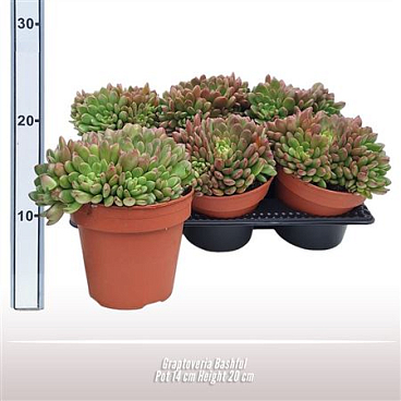 Граптоверия Застенчивый