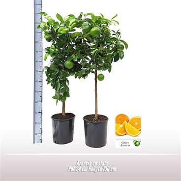 Citrus Arancia On Stem