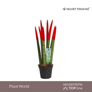 Sansevieria Velvet Touch Red