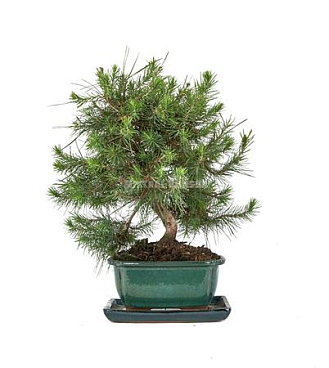 Bonsai Pinus Halepensis S-shape With Tray