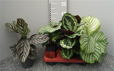 Calathea Mix 3srt