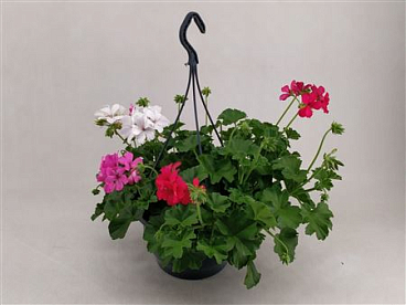 Pelargonium Marcada Trio Mix