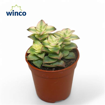 Crassula Perforata Variegata