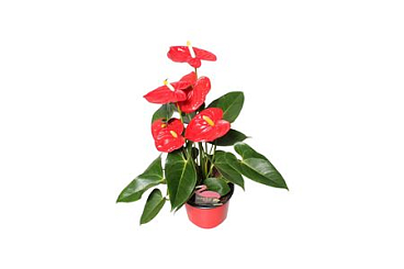 Anth An Aloha Red 4+