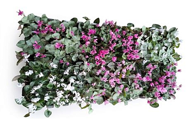 Cyclamen Hederifolium Mix