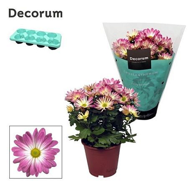 Chrys Margarita Bicolor Ice Cream (decorum)
