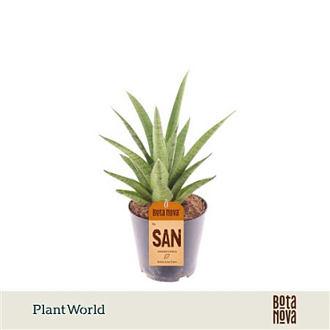 Sansevieria Lotus