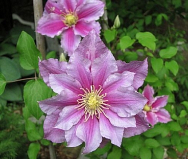 Клематис гибридный Пиилу